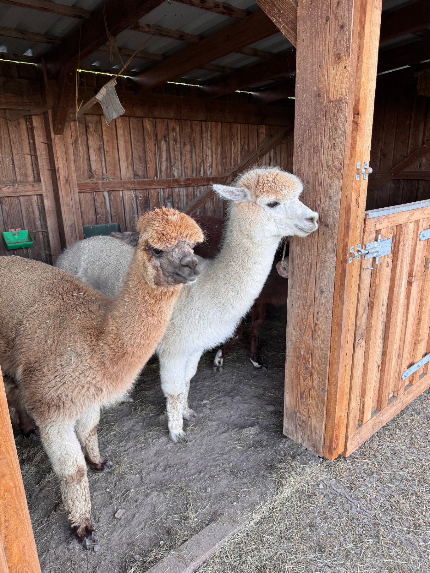 Weidebesuch – Meet & Feed