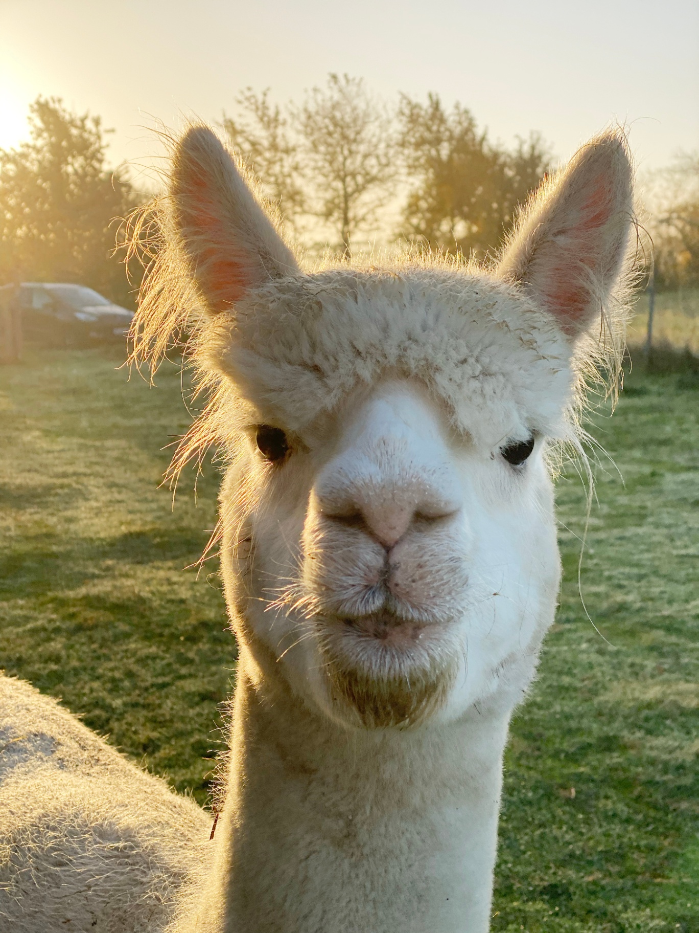 Alpaka Caesar